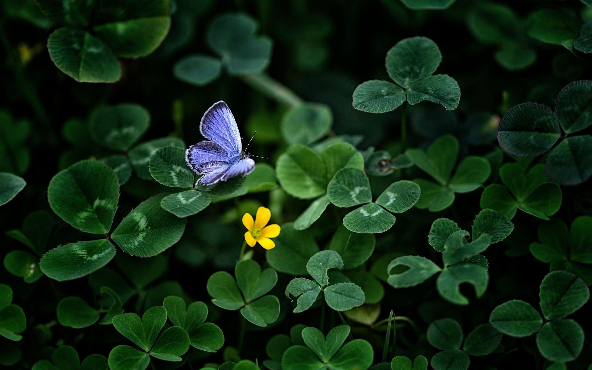 clovers, Violet, Butterfly Wallpaper
