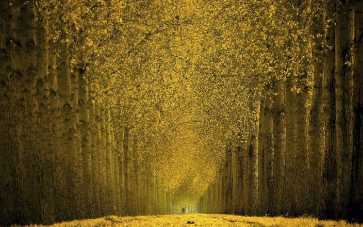 beautiful, Autumn, Trees HD Wallpaper Desktop Background