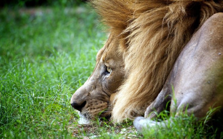 animal, Lion HD Wallpaper Desktop Background
