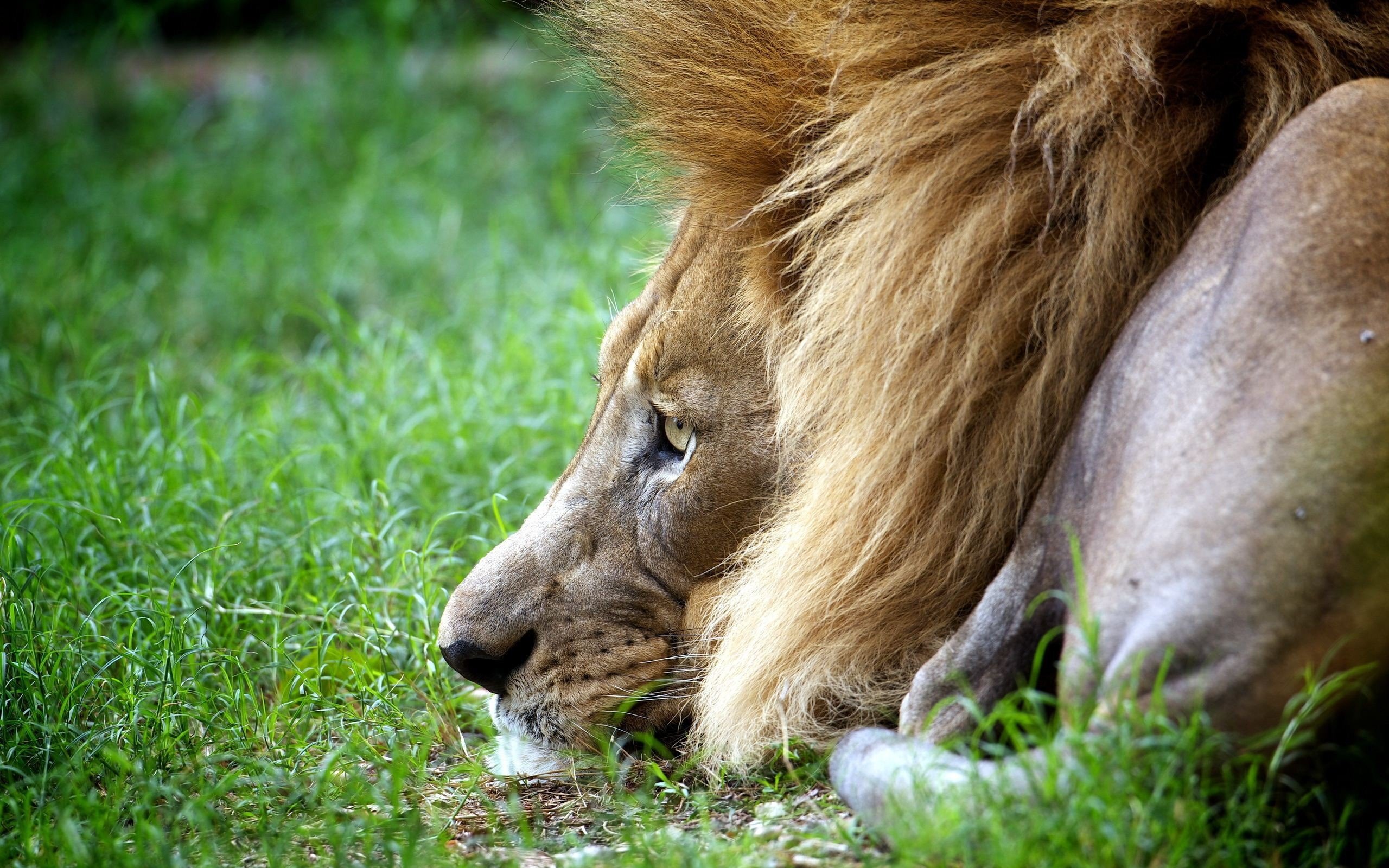 animal, Lion Wallpaper