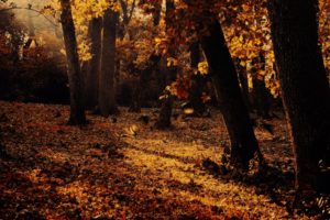 autumn, Forest, Trees, Nature