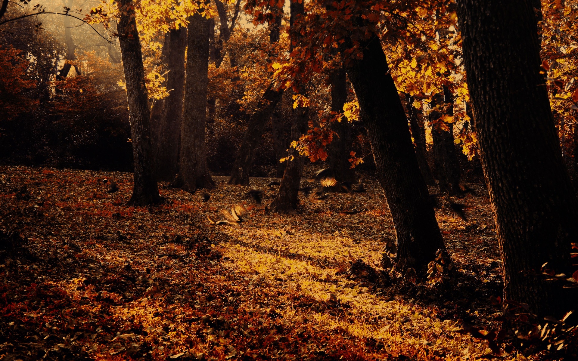 autumn, Forest, Trees, Nature Wallpaper