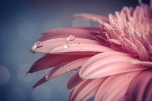 flower, Macro, Water, Drops, Pink