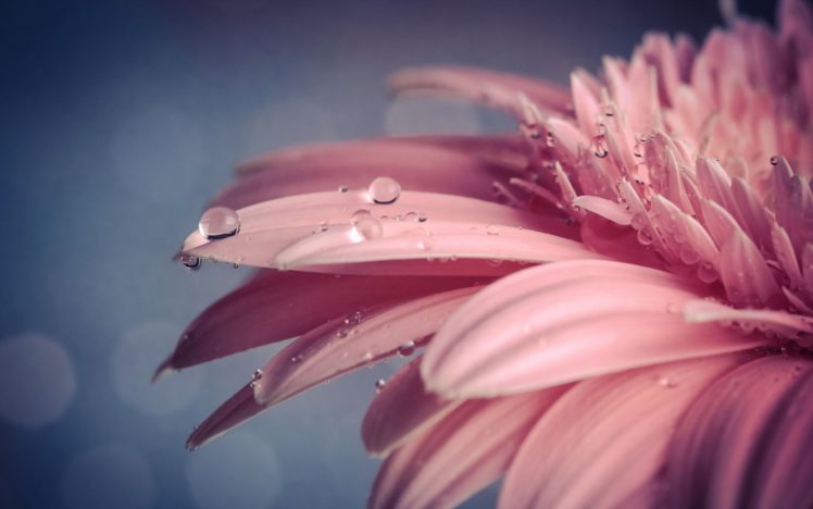 flower, Macro, Water, Drops, Pink HD Wallpaper Desktop Background