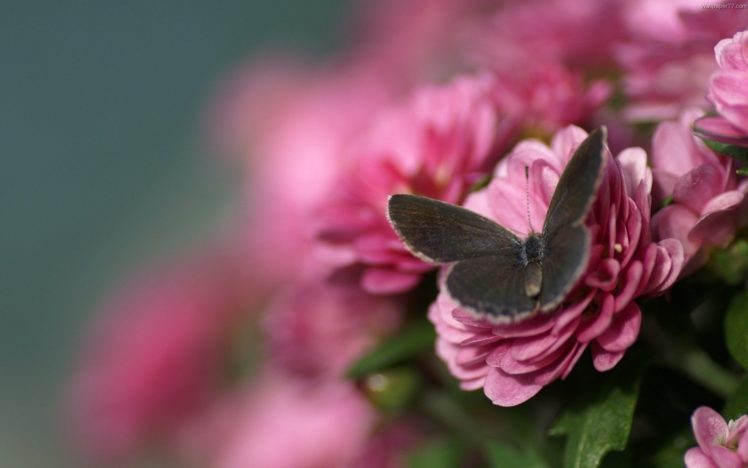 butterfly, Petals, Flower, Wings HD Wallpaper Desktop Background