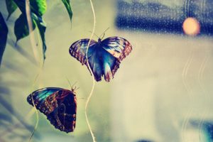 butterfly, Insect, Couple, Background, Glare