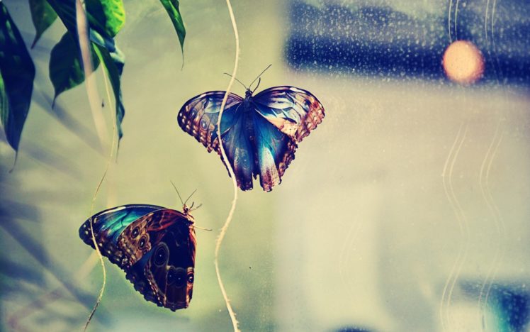butterfly, Insect, Couple, Background, Glare HD Wallpaper Desktop Background