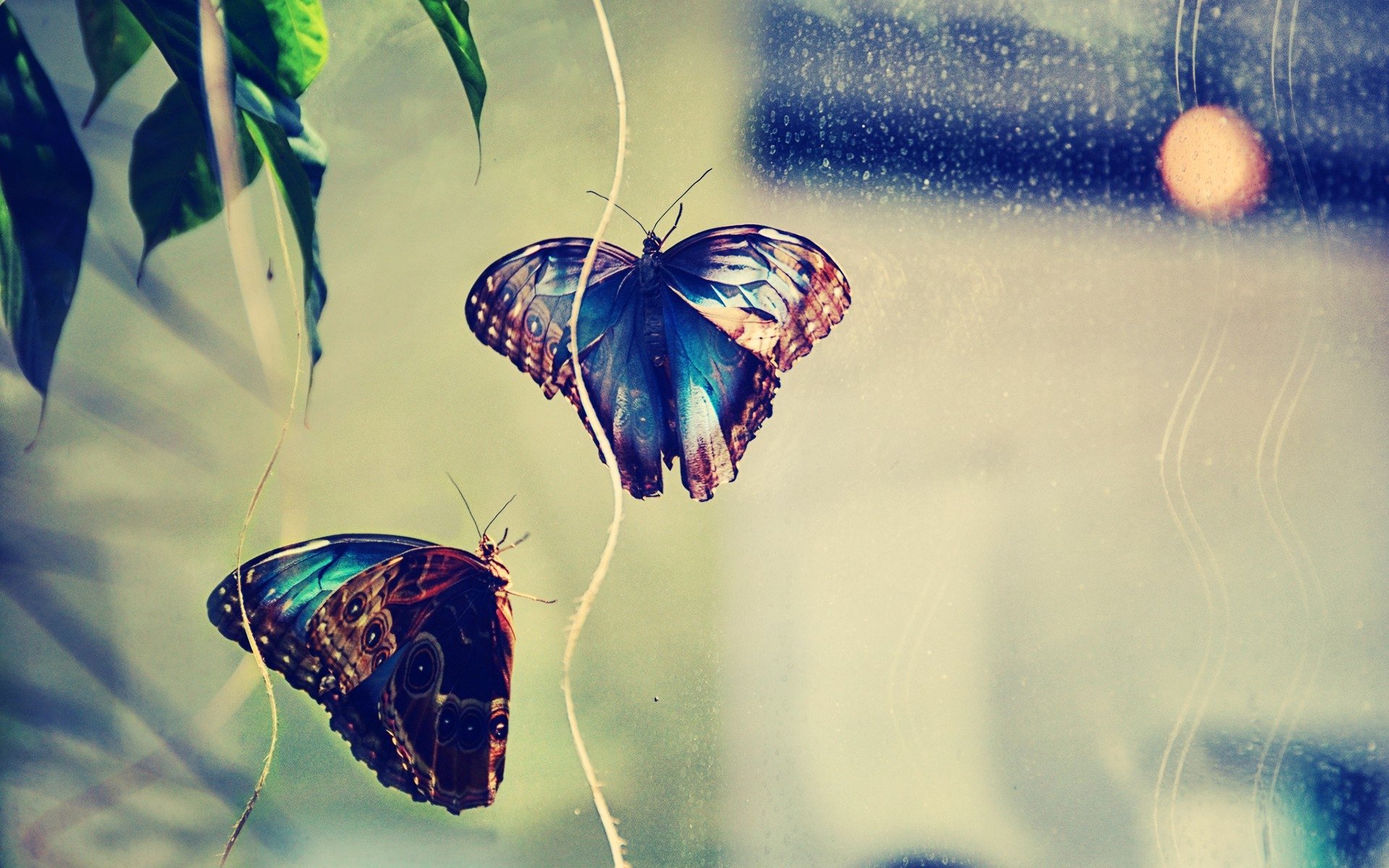 butterfly, Insect, Couple, Background, Glare Wallpaper