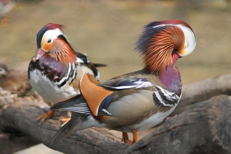 duck, Birds, Mandarin HD Wallpaper Desktop Background