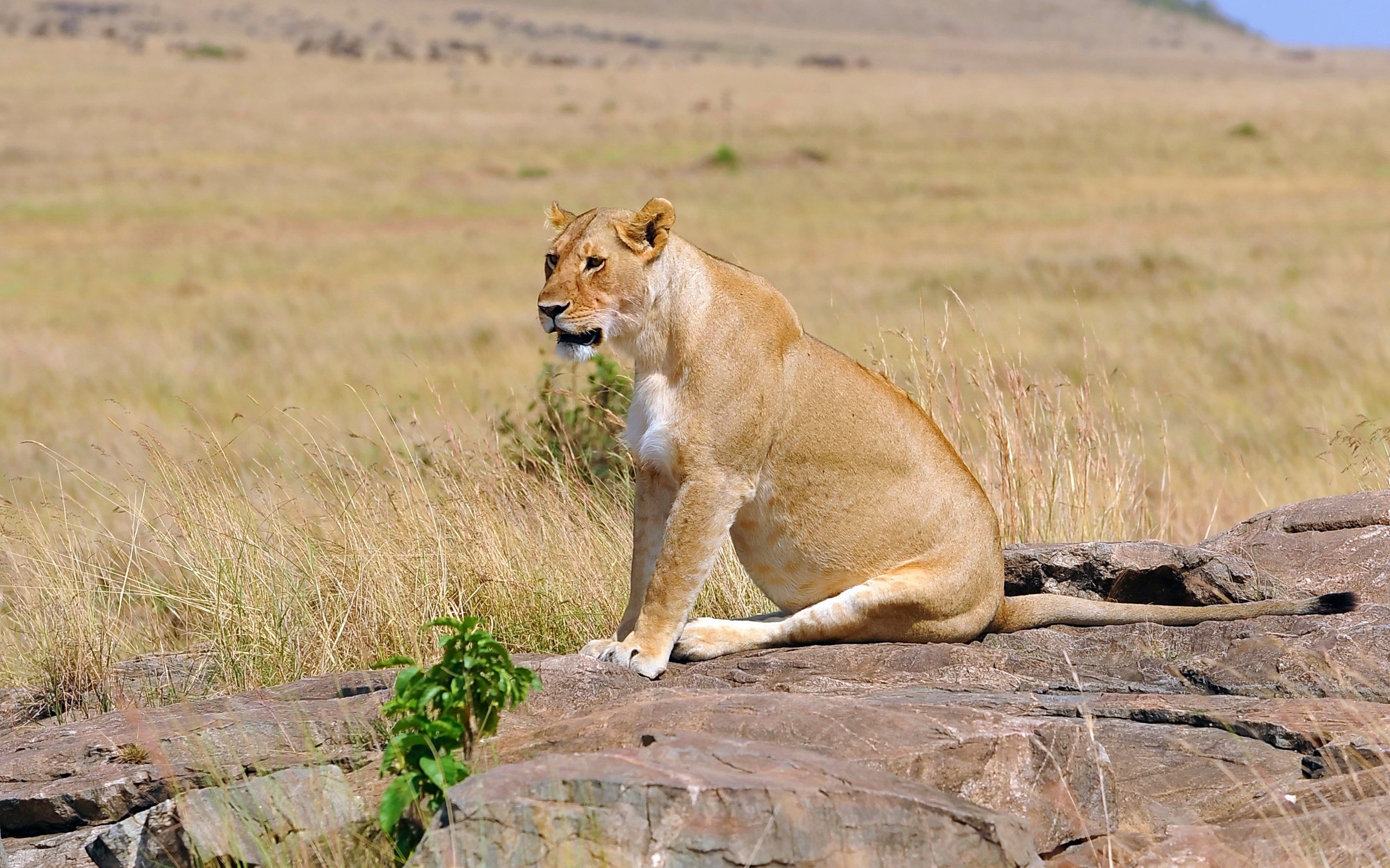 animals, Lions Wallpaper
