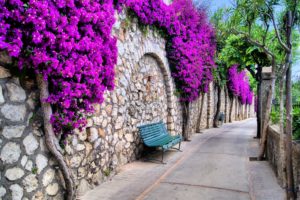 flower, Street, Beautiful, Stone, Wall