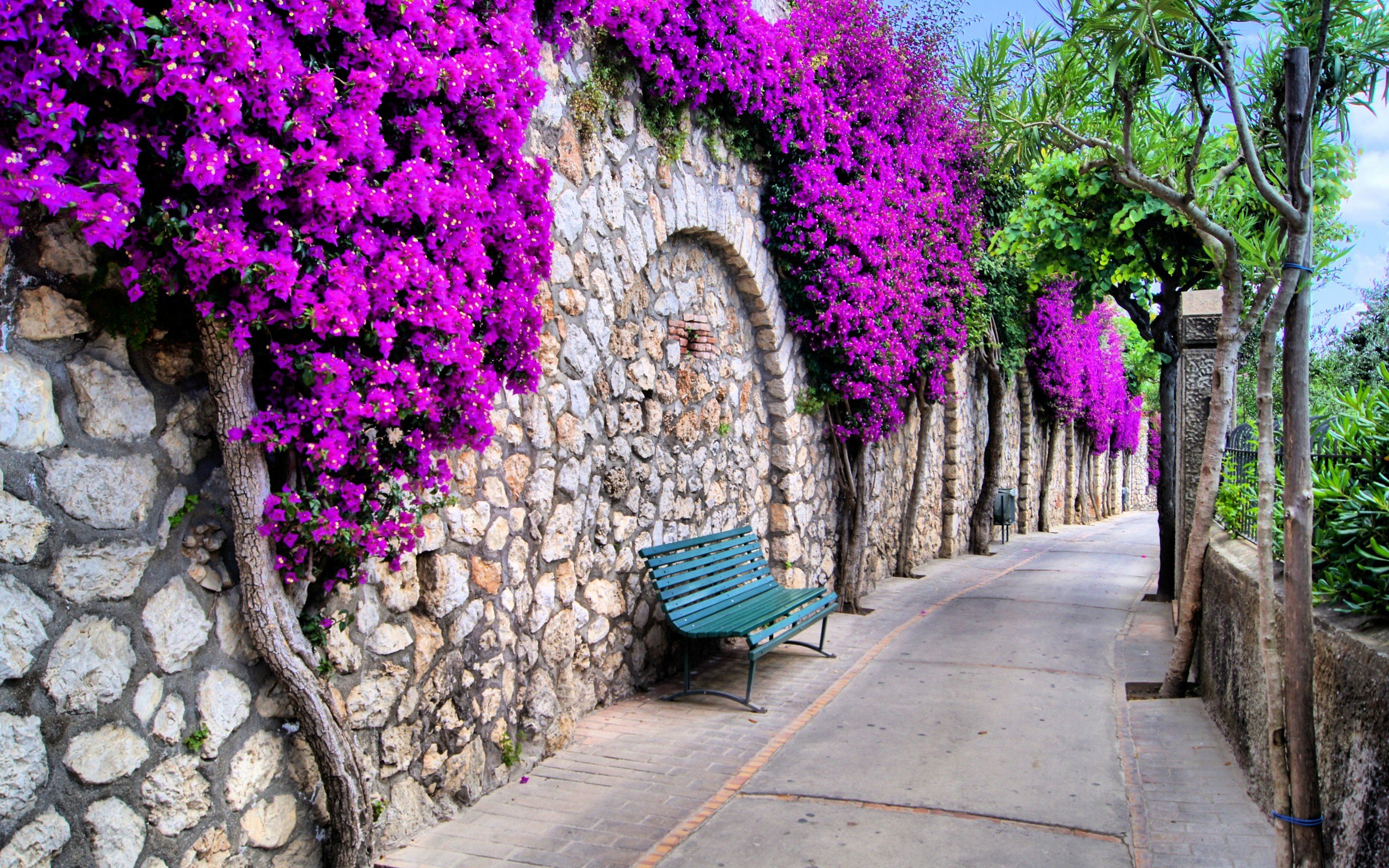 flower, Street, Beautiful, Stone, Wall Wallpaper