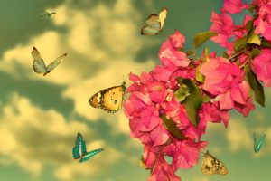 animal, Butterfly, Flower, Beauty, Nature