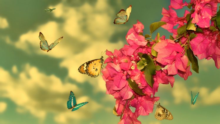 animal, Butterfly, Flower, Beauty, Nature HD Wallpaper Desktop Background