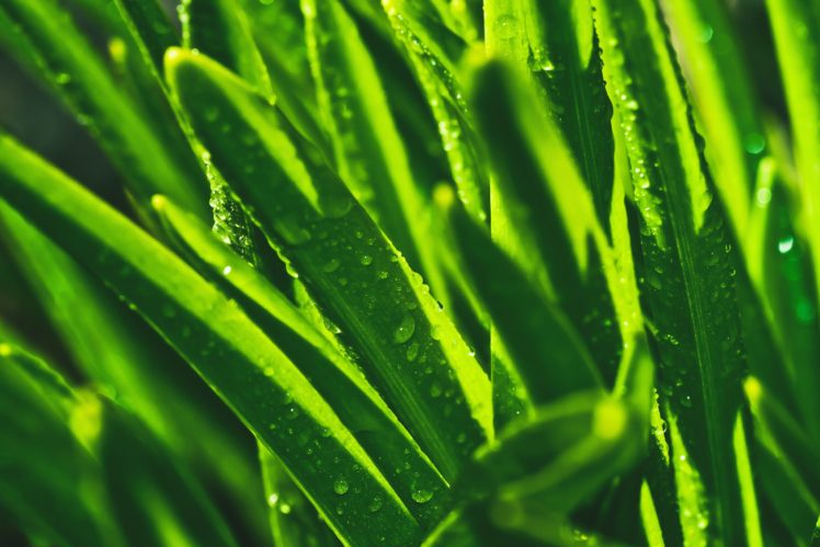 nature, Grass, Plants, Macro HD Wallpaper Desktop Background