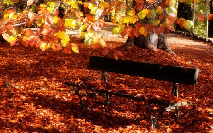 landscapes, Nature, Trees, Autumn HD Wallpaper Desktop Background