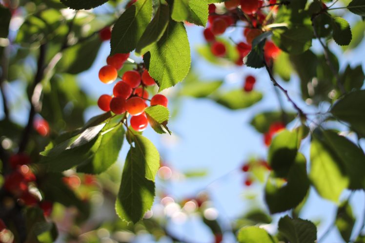 cherry, Bokeh, Sky, Summer, Harvest, Yield, Tree, Leaves HD Wallpaper Desktop Background