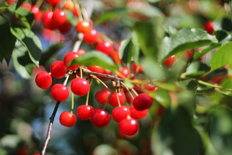 cherry, Leaves, Berries, Sunlight, Branch HD Wallpaper Desktop Background