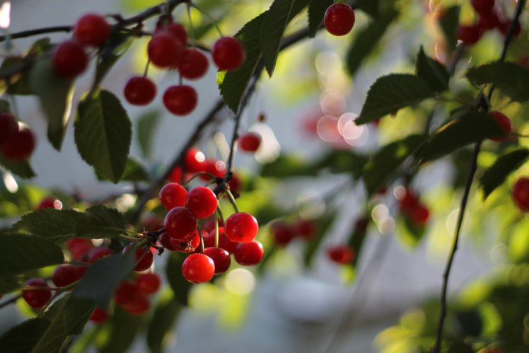 cherry, Leaves, Berries, Sunlight, Branch, Bokeh HD Wallpaper Desktop Background