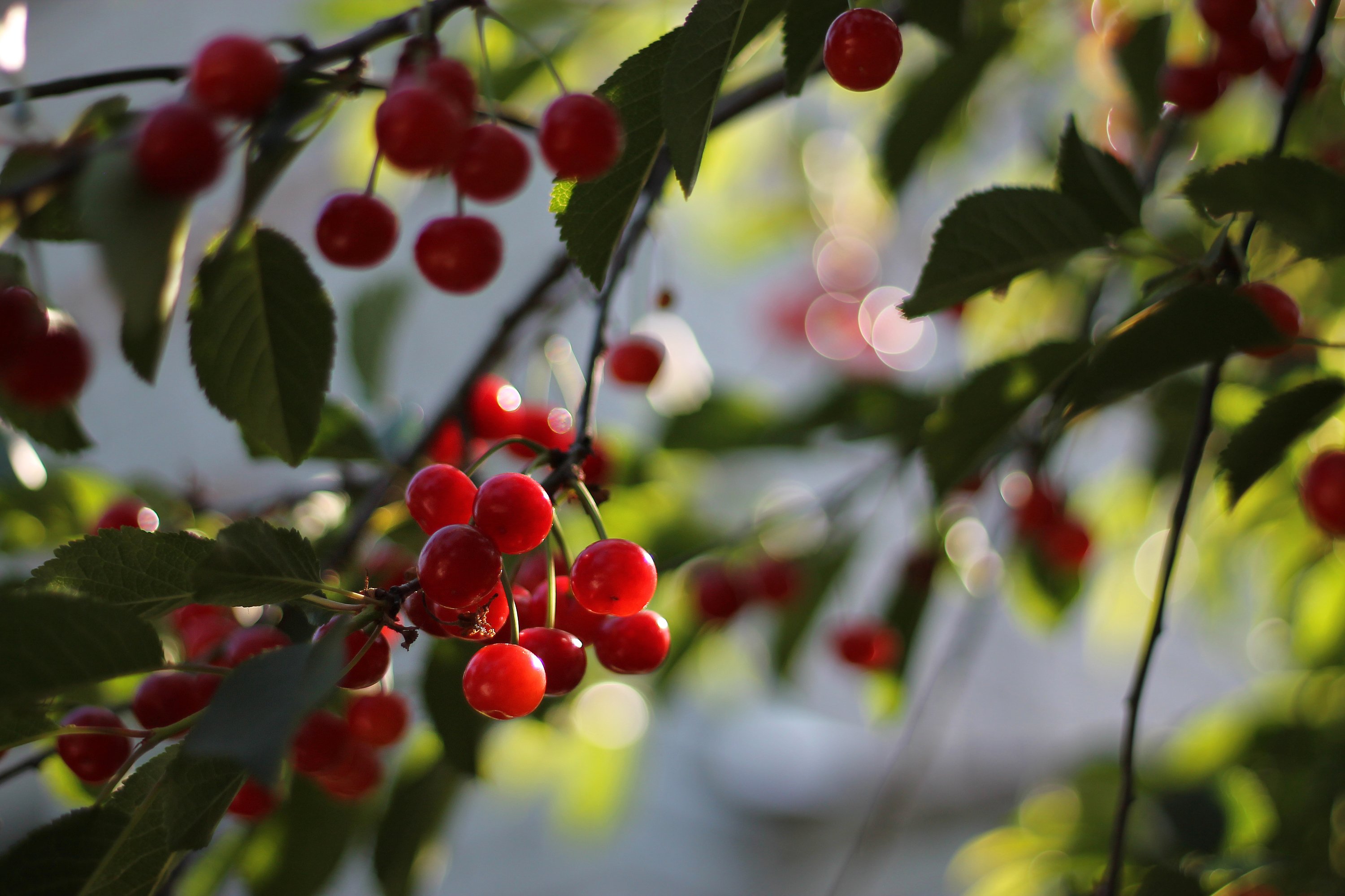 cherry, Leaves, Berries, Sunlight, Branch, Bokeh Wallpaper