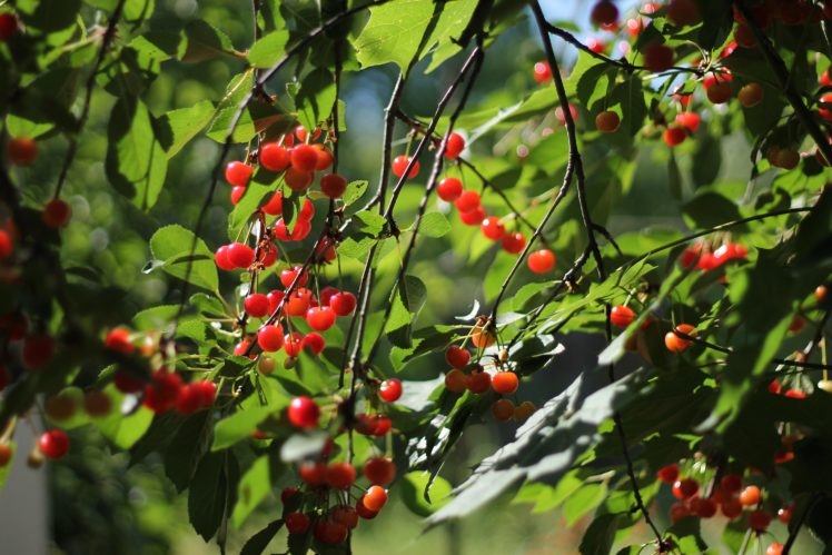cherry, Leaves, Berries, Sunlight, Tree HD Wallpaper Desktop Background