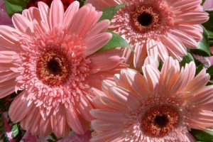 flower, Gerbera, Pink, Beautiful, Delicate, Nature