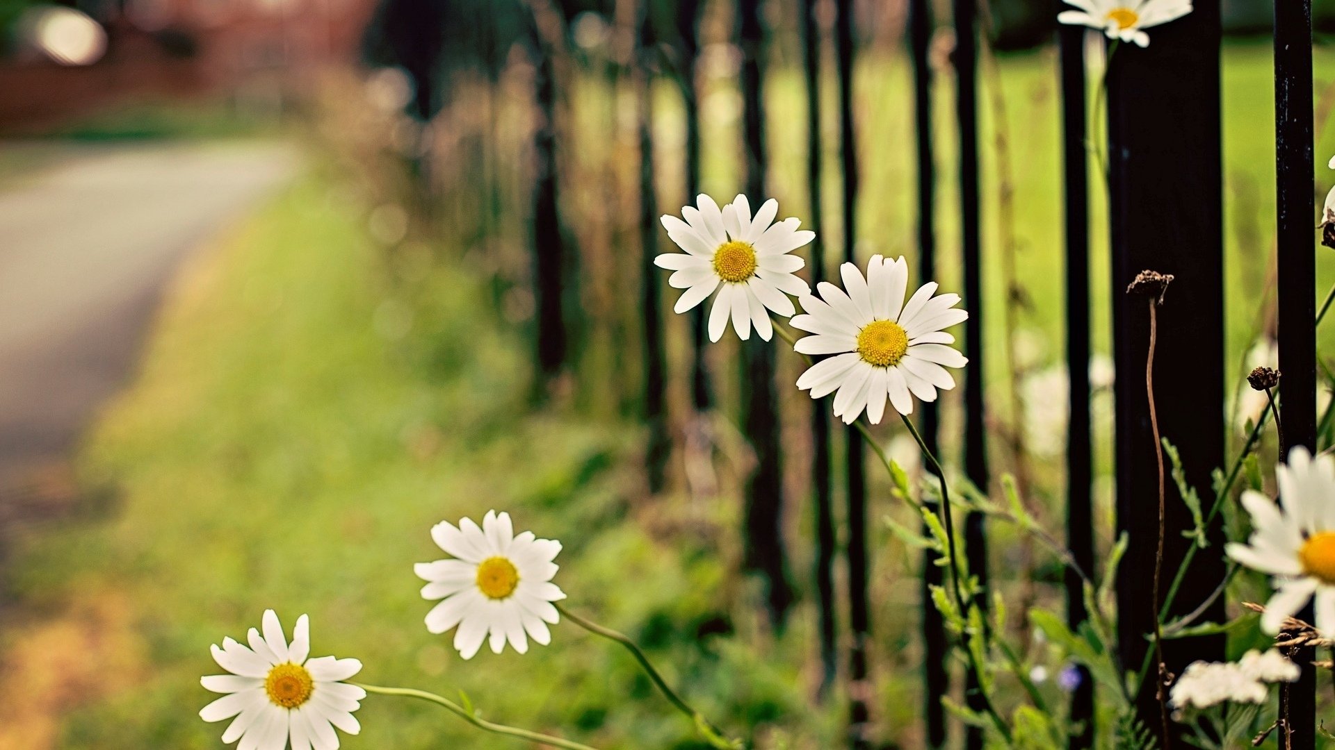 daisy, Flower, Summer, Beauty, Nature Wallpaper
