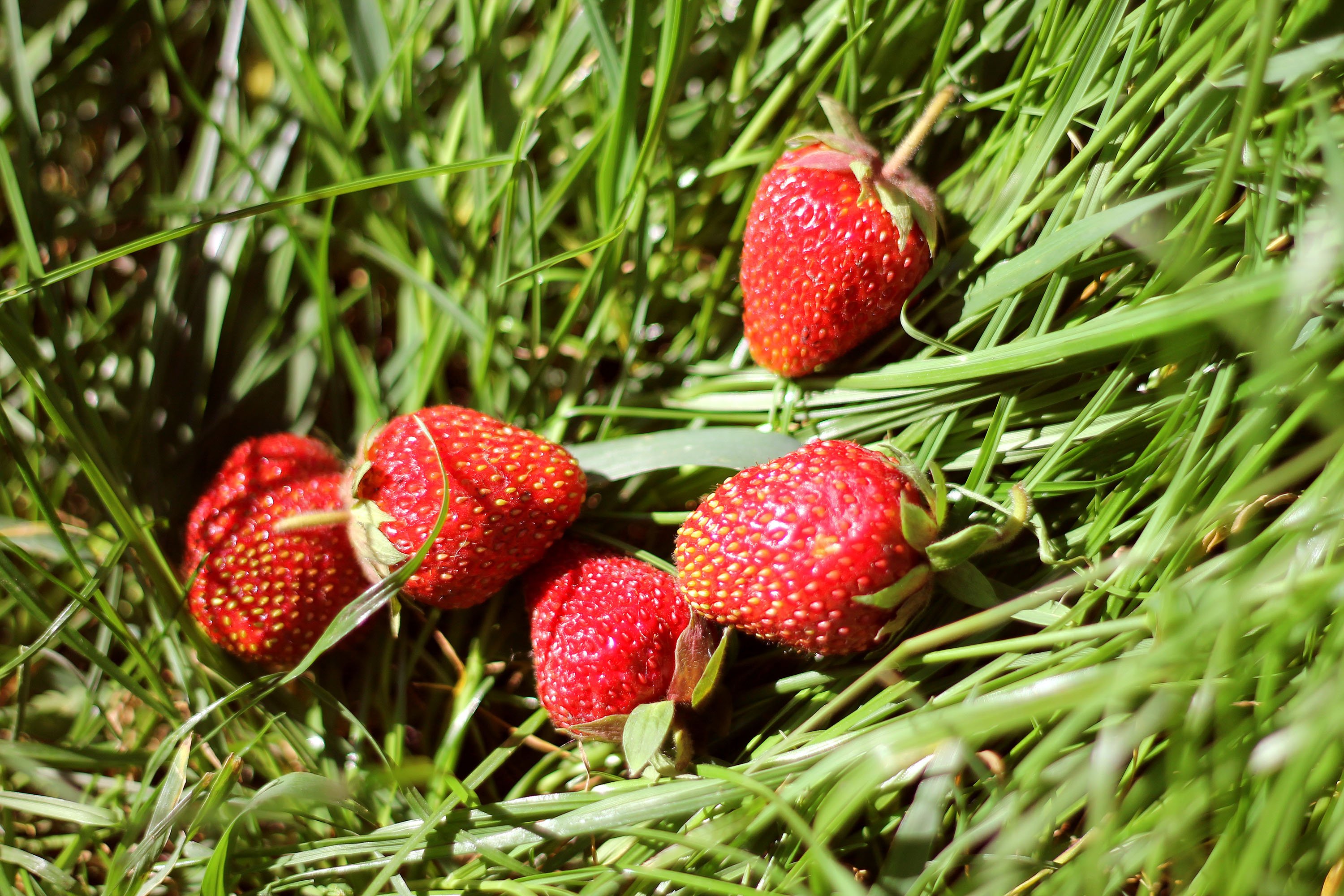 strawberry, Berries, Tasty, Delicious, Sunlight, Grass, Summer Wallpaper