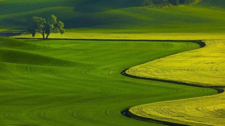 green, Fields, Nature, Landscape HD Wallpaper Desktop Background