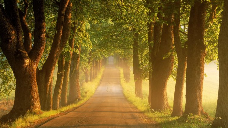 nature, Tree, Light, Road, Sun, Beauty, Landscape HD Wallpaper Desktop Background