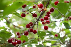 cherry, Berries, Tasty, Delicious, Leaves, Tree, Summer