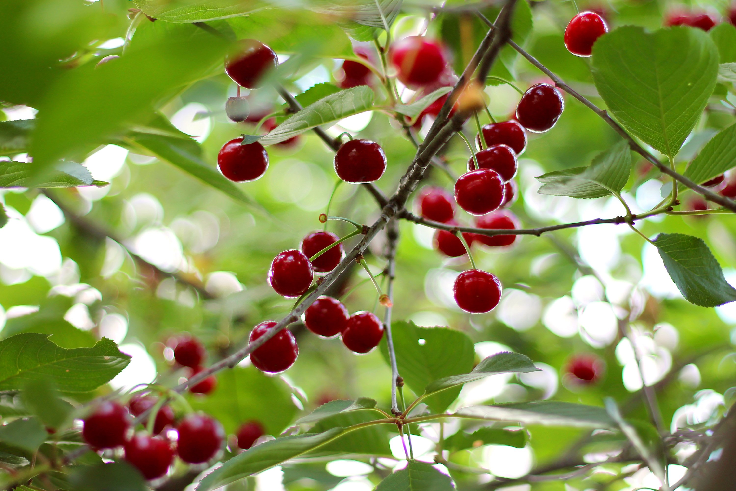 cherry, Berries, Tasty, Delicious, Leaves, Tree, Summer Wallpaper