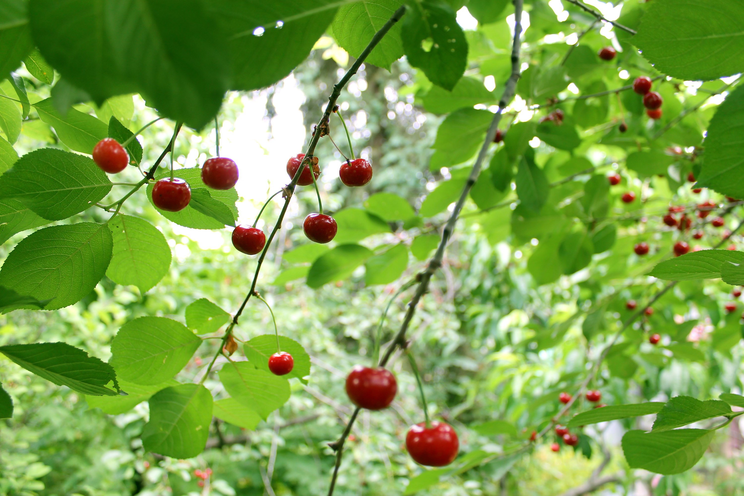 cherry, Berries, Tasty, Delicious, Leaves, Tree, Summer Wallpaper