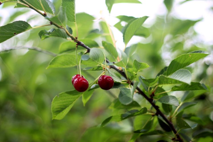 cherry, Berries, Tasty, Delicious, Leaves, Tree, Summer HD Wallpaper Desktop Background