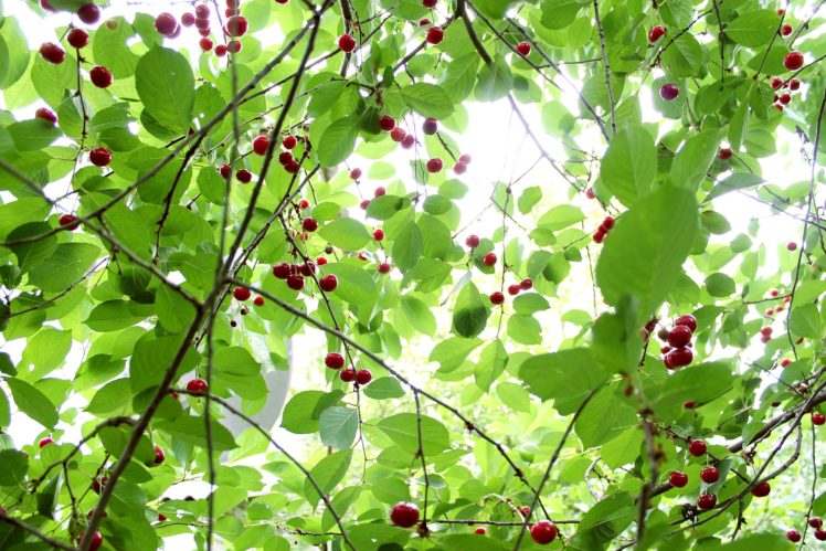 cherry, Berries, Tasty, Delicious, Leaves, Tree, Summer HD Wallpaper Desktop Background