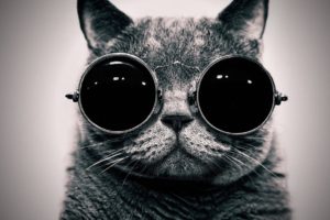 cats, Animals, Glasses, Sunglasses, Hippie, Schrodingers, Cat, Monochrome, Schrodinger, Steam, Punk