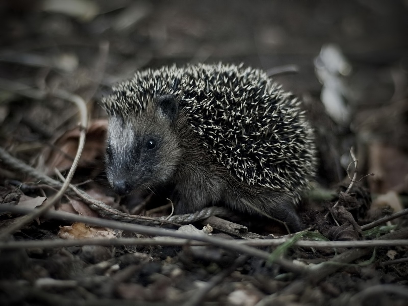 animals, Outdoors, Hedgehogs, Monochrome Wallpaper