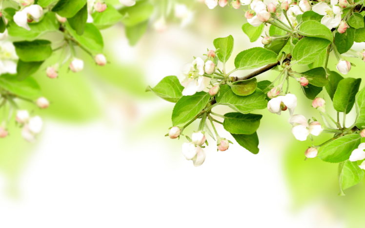 leaves, Spring, Flowers, Apples, Branches, Blossom HD Wallpaper Desktop Background