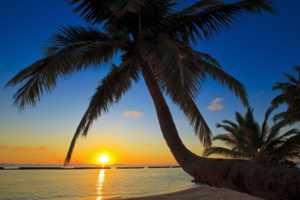 sunset, Sea, Palm, Trees, Beaches