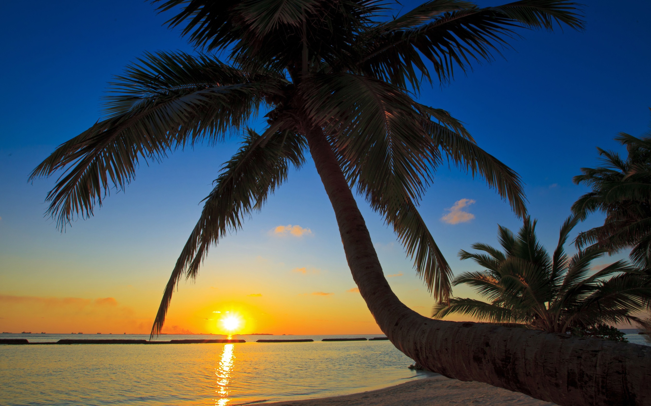 sunset, Sea, Palm, Trees, Beaches Wallpaper