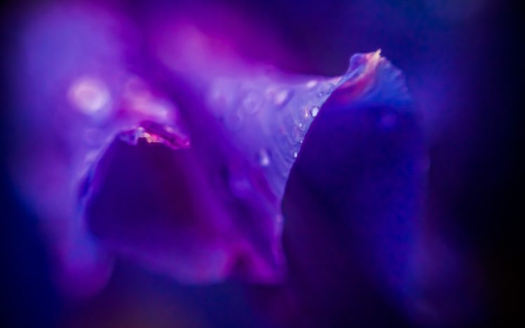 flower, Purple, Lilac, Violet, Drops, Dew, Close up, Petals, Macro HD Wallpaper Desktop Background