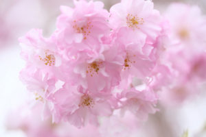 flower, Macro, Pink, Blossoms, Blossom