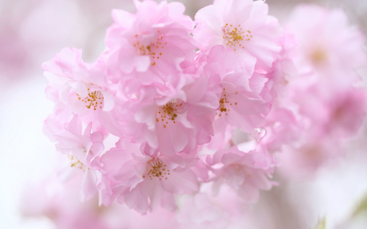 flower, Macro, Pink, Blossoms, Blossom HD Wallpaper Desktop Background