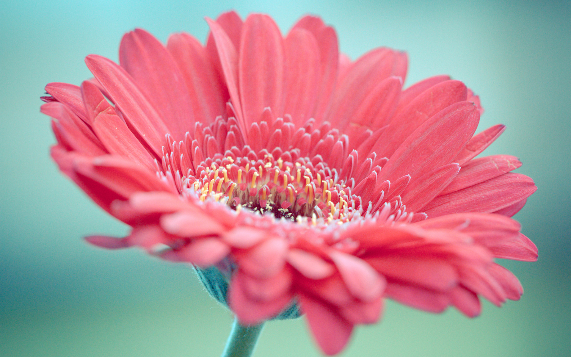 flower, Macro Wallpaper