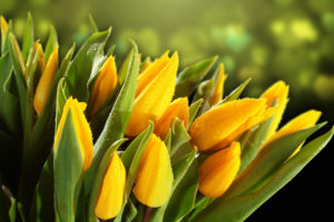 tulips, Yellow, Drops, Foliage, Flowers
