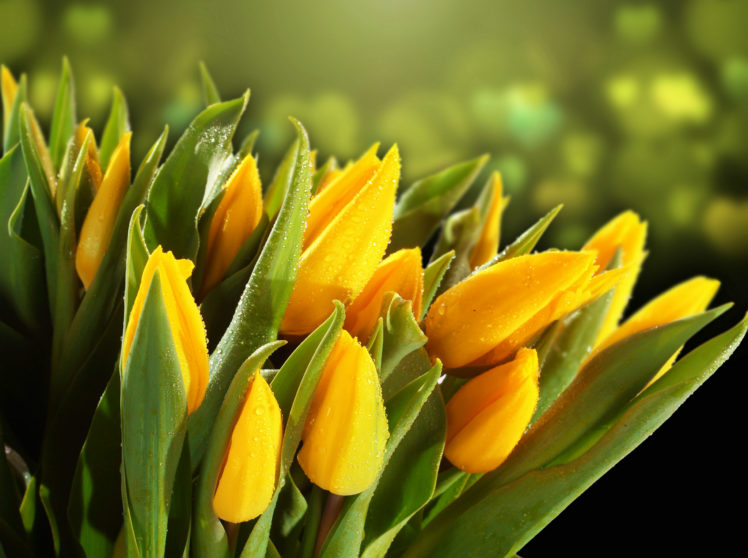 tulips, Yellow, Drops, Foliage, Flowers HD Wallpaper Desktop Background