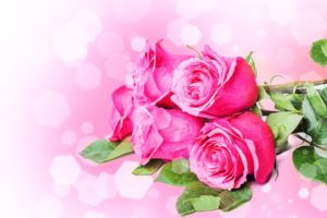 flowers, Bouquets, Roses, Pink, Stems, Petals