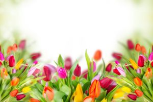 flowers, Tulips, Leaves