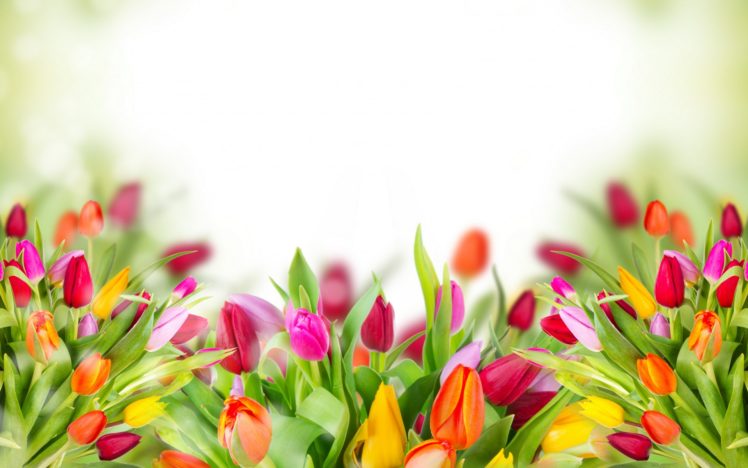 flowers, Tulips, Leaves HD Wallpaper Desktop Background