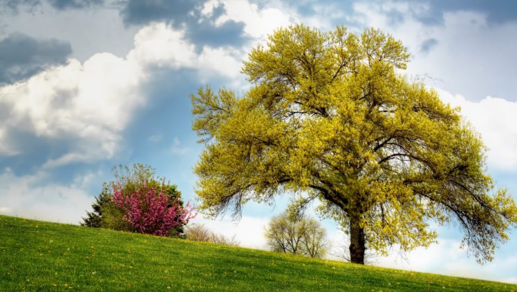 field, Hill, Trees, Sky, Landscape HD Wallpaper Desktop Background